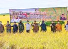 Padi Musim Rendengan Mulai Dipanen, Bupati Wajo: Terus Upayakan Peningkatan Produksi