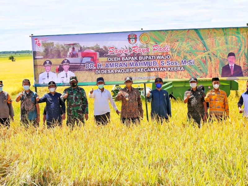 Amran Mahmud saat melakukan panen raya.