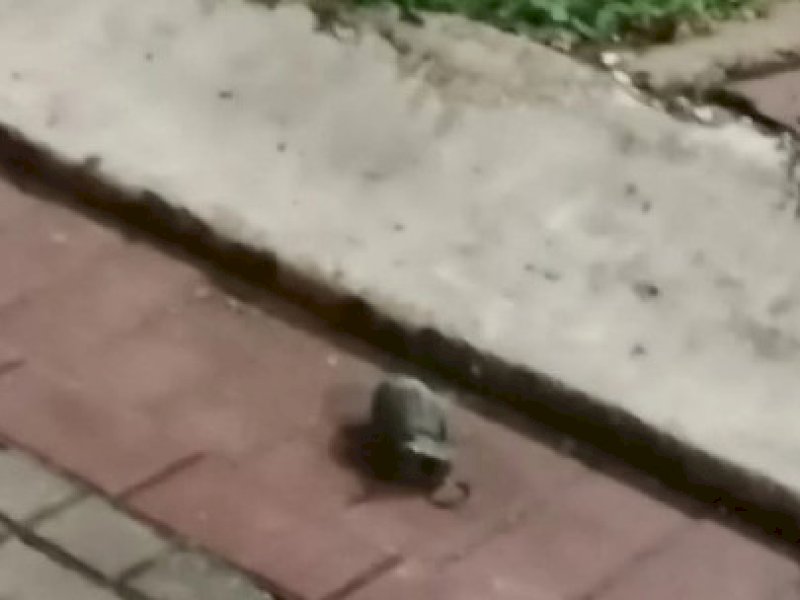 Granat nanas terlempar hingga kawasan perumahan di Kota Wisata Cibubur imbas ledakan gudang peluru Armed pada Sabtu (30/3/2024) malam/Int