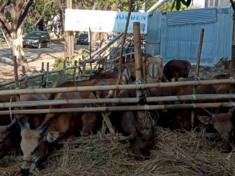 Tampak deretan Hewan Kurban dijual, di Jalan Hertasning, Makassar. 