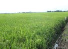 Petani di Bantaeng Terancam Gagal Panen