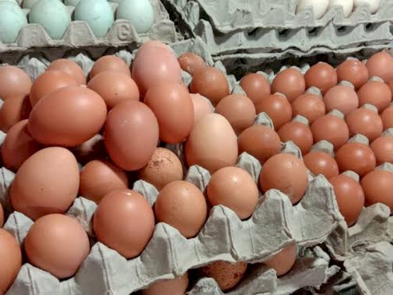 Harga telur meroket sepanjang Agustus 2022. (ilustrasi/int)