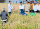 Maros Lumbung Beras Sulsel, Presiden: Surplus Panen Bisa untuk Daerah Lain