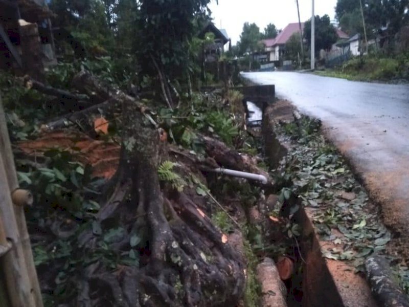 Penebangan pohon di Kindang. 