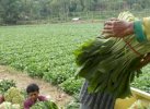 Bantuan Holtikultura Pemkab Torut Sudah Mulai Panen