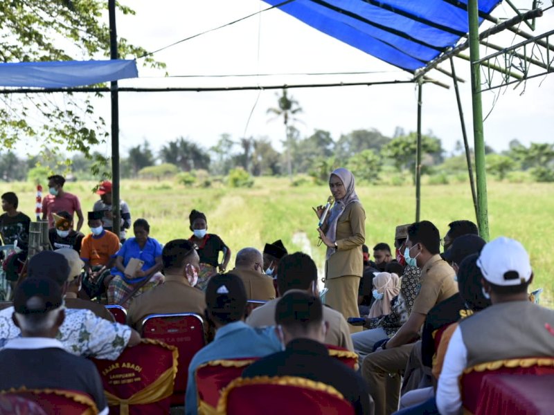 Bupati Lutra Indah Putri Indriani saat menghadiri pesta panen di Desa Minanga Tallu dan Lampuawa. 