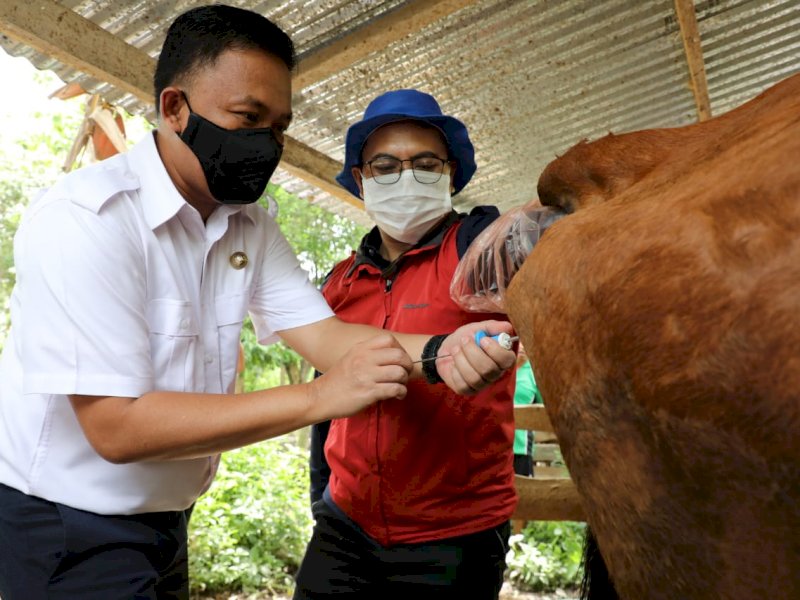 Bupati Bantaeng Ilham Azikin saat meninjau Sapi hasil IB di Kaloling. 