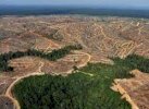 MoU Keuskupan Agung Merauke-Perusahaan Kelapa Sawit Picuh Kemarahan