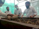Pemkab Bantaeng Rancang Wisata Buah di Campagaloe