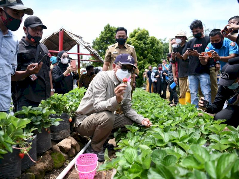 Gubernur Sulsel Nurdin Abdullah saat memetik buah Stroberi di Bantaeng. 