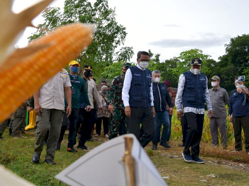 Gubernur Sulsel Nurdin Abdullah saat menghadiri panen jagung di Bone. 