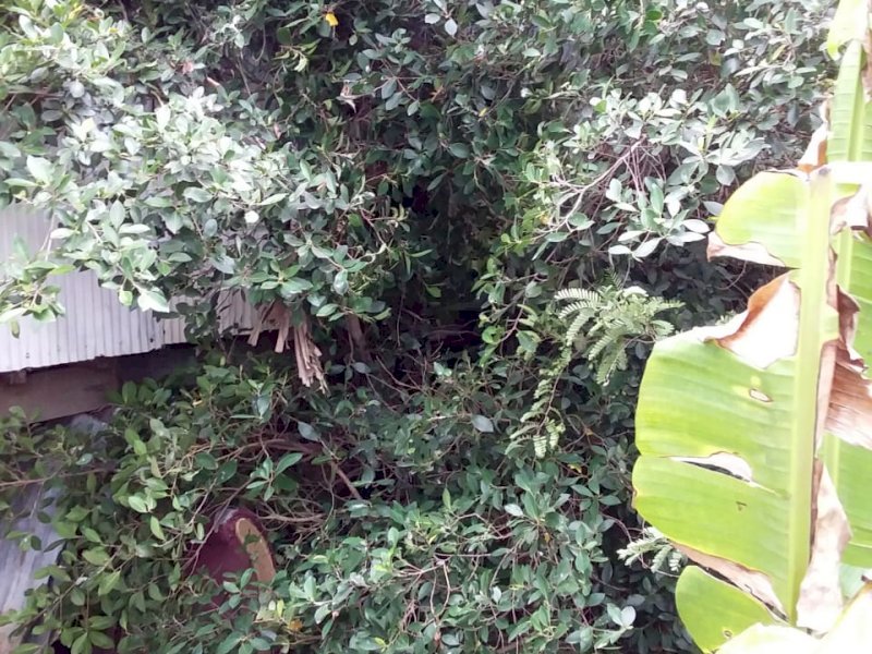 Rumah milik seorang janda di Jeneponto diterpa pohon tumbang. 