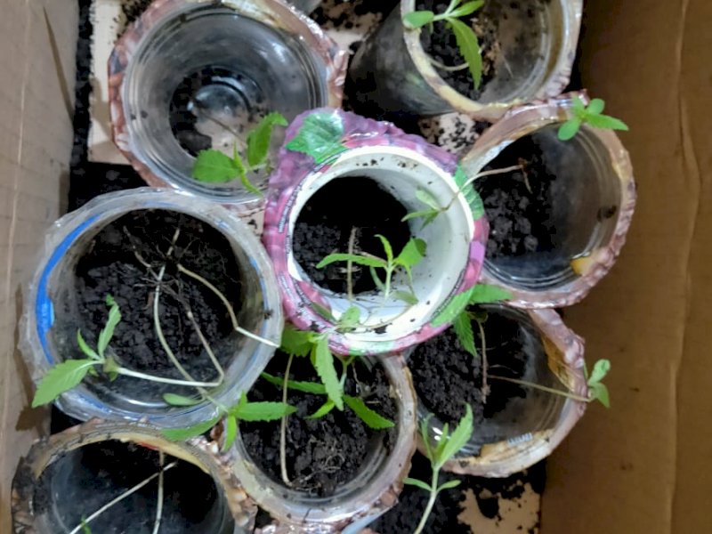 Bibit ganja yang disita dari dua pemuda di Bantaeng. 