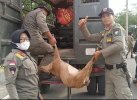 Tak Punya Kandang, Satpol PP Bulukumba Amankan Kambing di Kantor