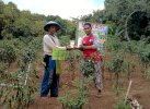 Pestisida Nabati, Inovasi Petani di Bone Kendalikan Hama Cabai