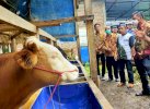 Peternak Sapi Mengeluh, Minta Bupati Bulukumba Turun Tangan