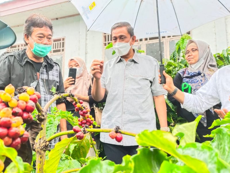 Bupati Wajo Amran Mahmud mengunjungi lokasi budidaya kopi Robusta di Majene. 