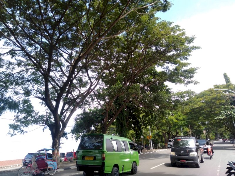 Pohon di Bantaeng yang nantinya akan diganti dengan Pohon Tabebuya. 