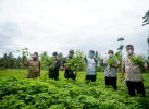 Hadiri Panen Nilam di Ulaweng, Bupati Bone Sampaikan Harapan Ini