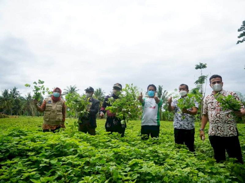 Fashar Padjalangi saat panen Nilam di Ulaweng. 