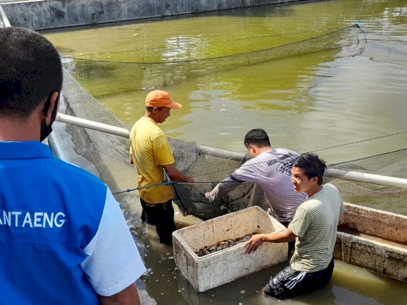 Petambak di Kecamatan Sinoa dan Bissappu. 