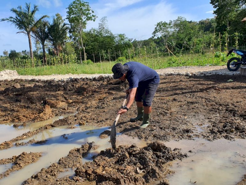 Wakil Ketua DPRD Tual yang bercocok tanam di masa pandemi. 