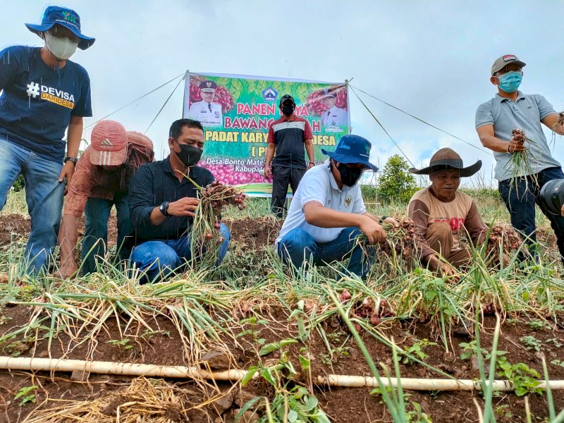 Bupati Bantaeng Ilham Azikin panen bawang bersama petani. 