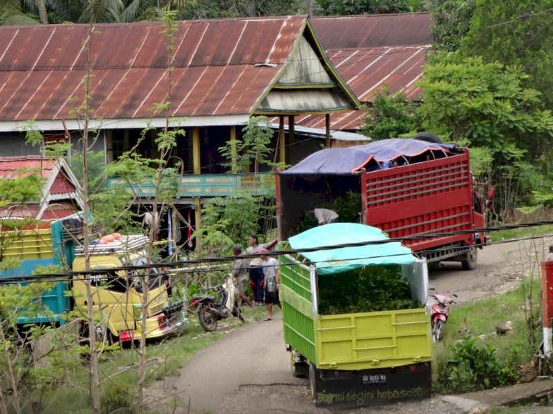 Bibit kakao yang didistribusikan untuk petani di Bone.