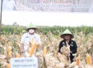 Panen Raya Bersama Mentan, Adnan: Kontribusi Gowa Jaga Ketahanan Pangan Nasional 