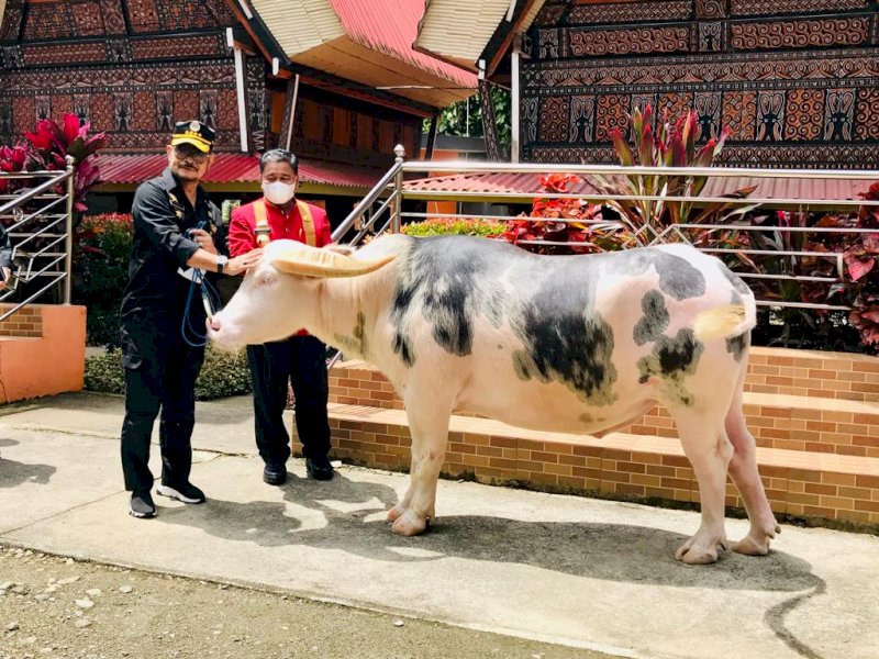 Menteri Pertanian Syahrul Yasin Limpo disambut Bupati Torut Yohanis Bassang saat berkunjung ke Toraja Utara dalam rangka meninjau lokasi pelaksanaan rakornas Kementan.