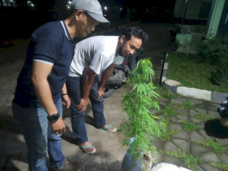 Tanaman ganja yang ditemukan di dekat kampus UIN Alauddin, Gowa.
