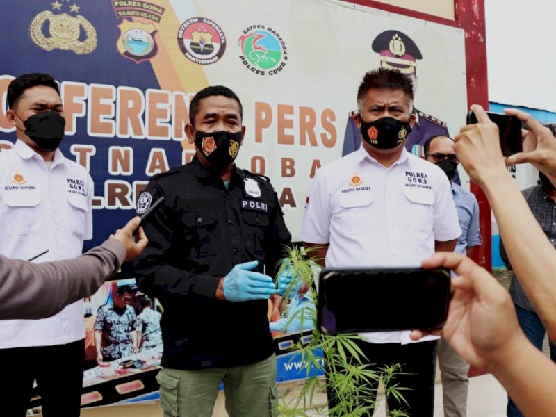 Polres Gowa memperlihatkan pohon yang diduga tanaman ganja, Rabu (9/2/2022).