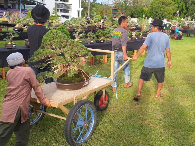 Kontes Bonsai Nasional di Sidrap: 700 Pohon Sudah Dipajang 