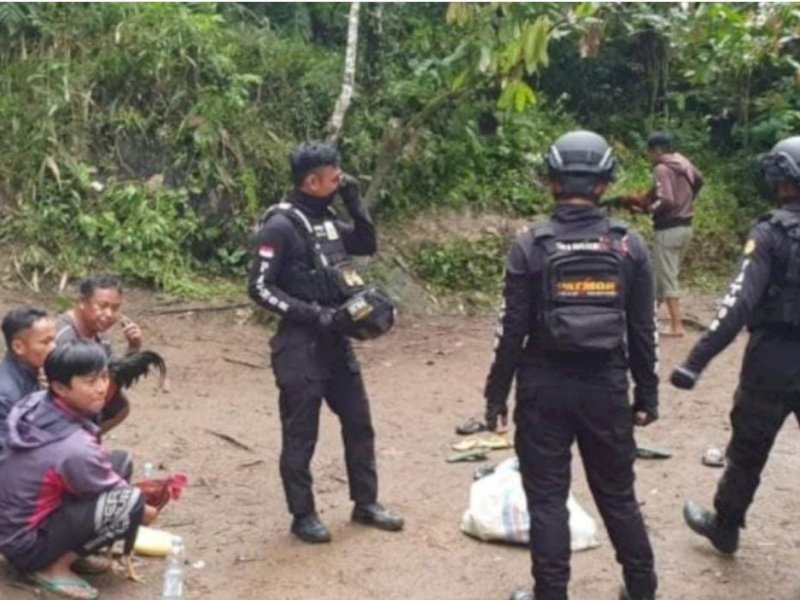 Petugas saat menggerebek judi sabung ayam hari Minggu lalu.