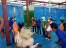 Daging Sapi Brahman Cross Masuk Makassar, DPRD akan Panggil RPH