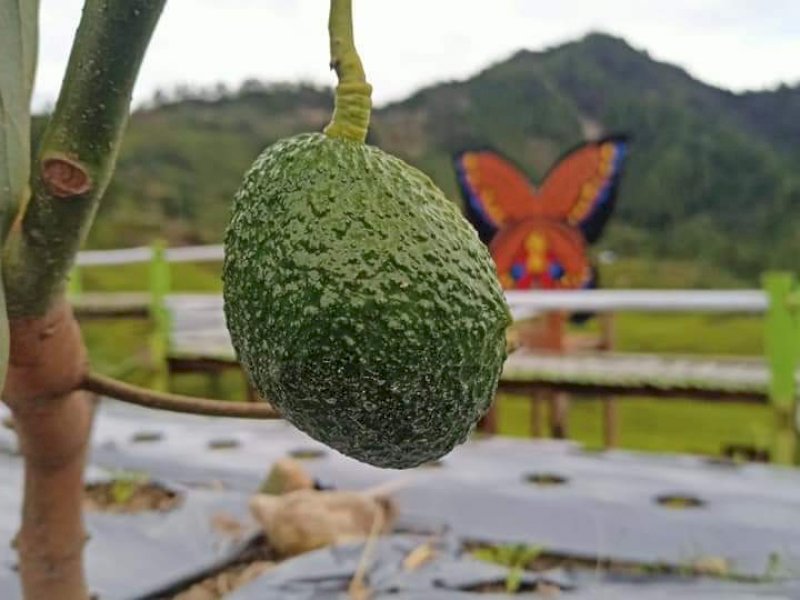 Alpukat Hass yang kini dikembangkan di Rongkong, Lutra.