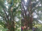 Pria di Bulukumba Bacok Istri, Ipar dan Mertua, Diringkus Setelah Dikepung di Hutan