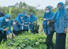 Lihat Keseruan Ibu-ibu PKK Lutra Panen Semangka di Desa Lantang Tallang