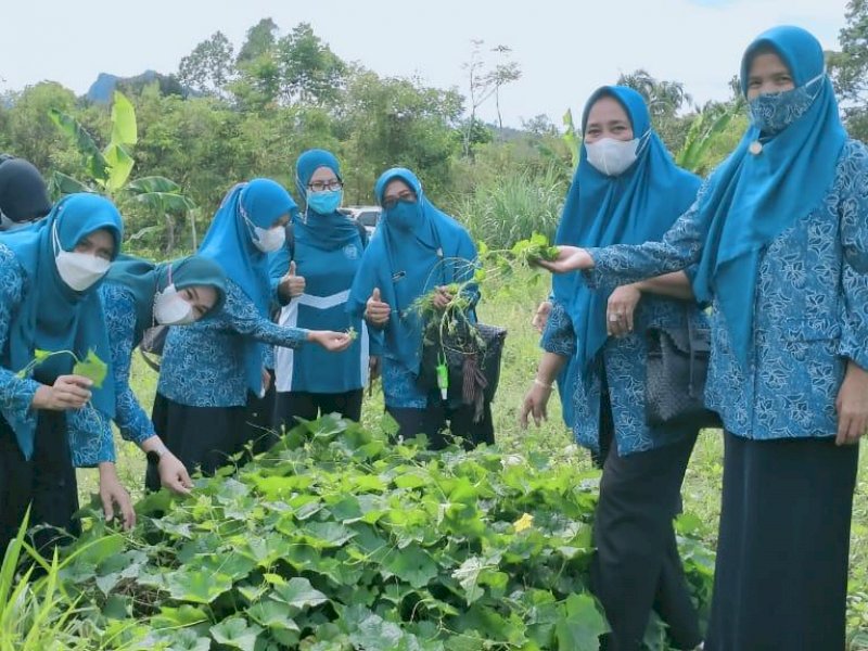Tim Penggerak PKK Kabupaten Luwu Utara panen semangka di Desa Lantang Tallang Kecamatan Masamba, Jumat pagi (18/3/2022).