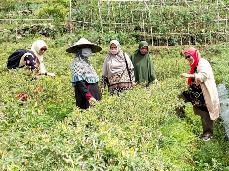 Pemkab Lutra melakukan pendampingan KWT di Dusun Kawalean Desa Rinding Allo, Rongkong, Kamis 14 April 2022.
