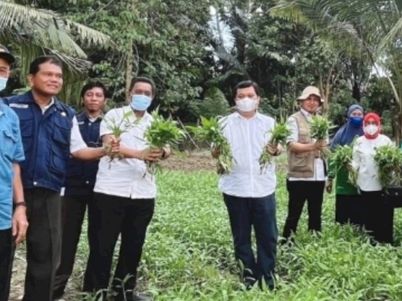 Plt Kadis Ketapang Sulsel Kemal Redindo melakukan panen perdana tanaman sayuran di lahan pekarangan milik KWT. 
