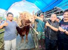 Melihat Keseruan Kontes Ternak di Wajo, Ada Sapi 'Jumbo' 1,1 Ton