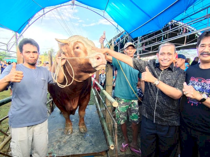 Sapi seberat 1,1 ton yang ikut ajang kontes ternak di Wajo. 