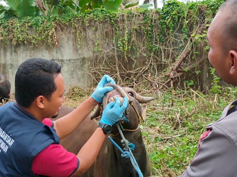 Petugas Dinas Peternakan dan Kesehatan Hewan Bone memeriksa hewan kurban. 