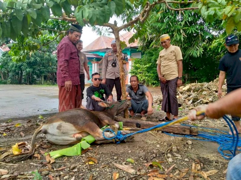 Penyembelihan hewan kurban oleh jajaran Polsek Ulaweng, Bone. 
