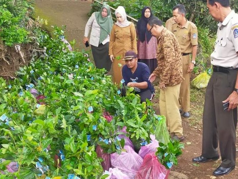 Bantuan bibit kopi yang diterima petani di Tellulimpoe, Bone. 