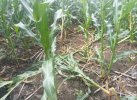 Penyakit Busuk Batang Serang Tanaman Jagung di Desa Tea Musu Bone