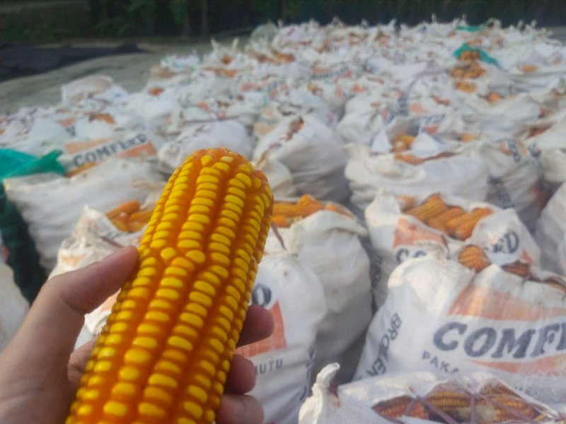 Petani Bone Keluhkan Harga Jagung Turun, Pemerintah Diminta Turun Tangan