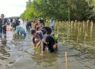 Mengembalikan Hutan Bakau di Pangkep: Bakal Ditanam 20 Ribu Mangrove 