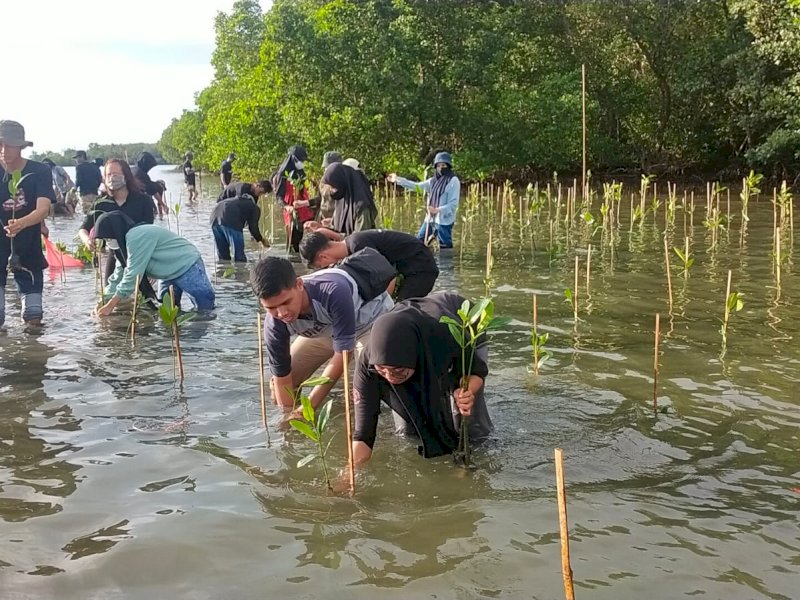Penanaman mangrove di Pangkep untuk mengembalikan ekosistem hutan bakau. 